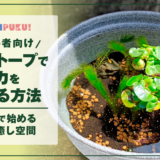【初心者向け】ビオトープでメダカを育てる方法｜16L鉢で始める小さな癒し空間