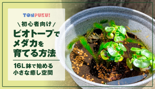 【初心者向け】ビオトープでメダカを育てる方法｜16L鉢で始める小さな癒し空間