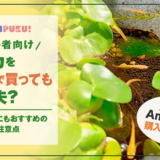 【初心者向け】メダカをネットで買っても大丈夫？｜ビオトープにもおすすめの購入方法と注意点