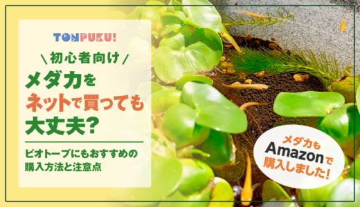 【初心者向け】メダカをネットで買っても大丈夫？｜ビオトープにもおすすめの購入方法と注意点